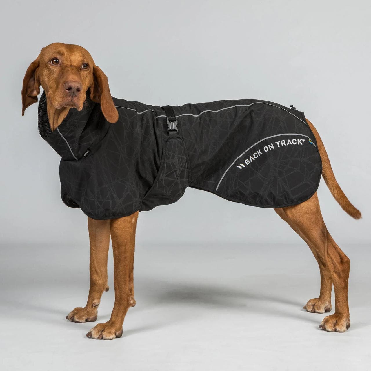 Back on Track BAY Regenmantel für Hunde, Hightail