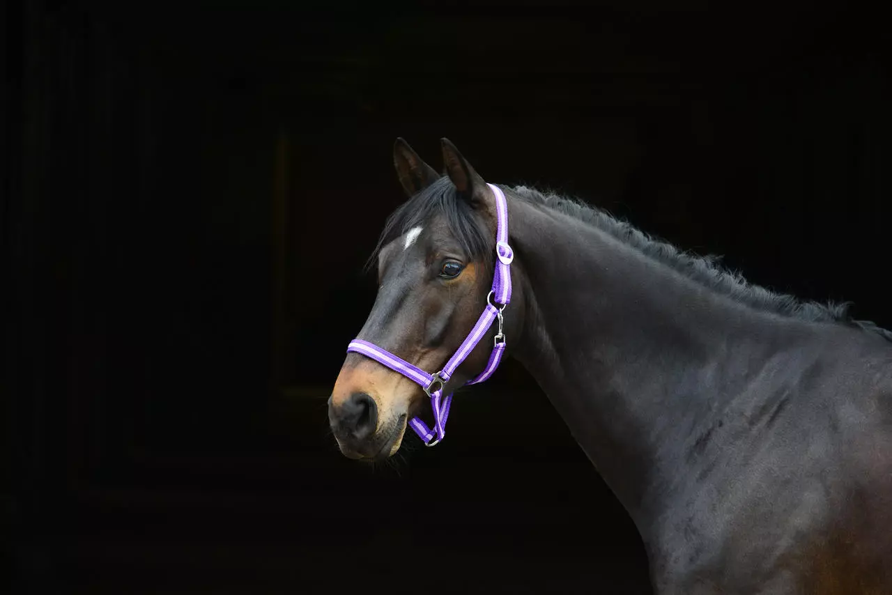 WAHL-Hausmarke HoldMe Halfter