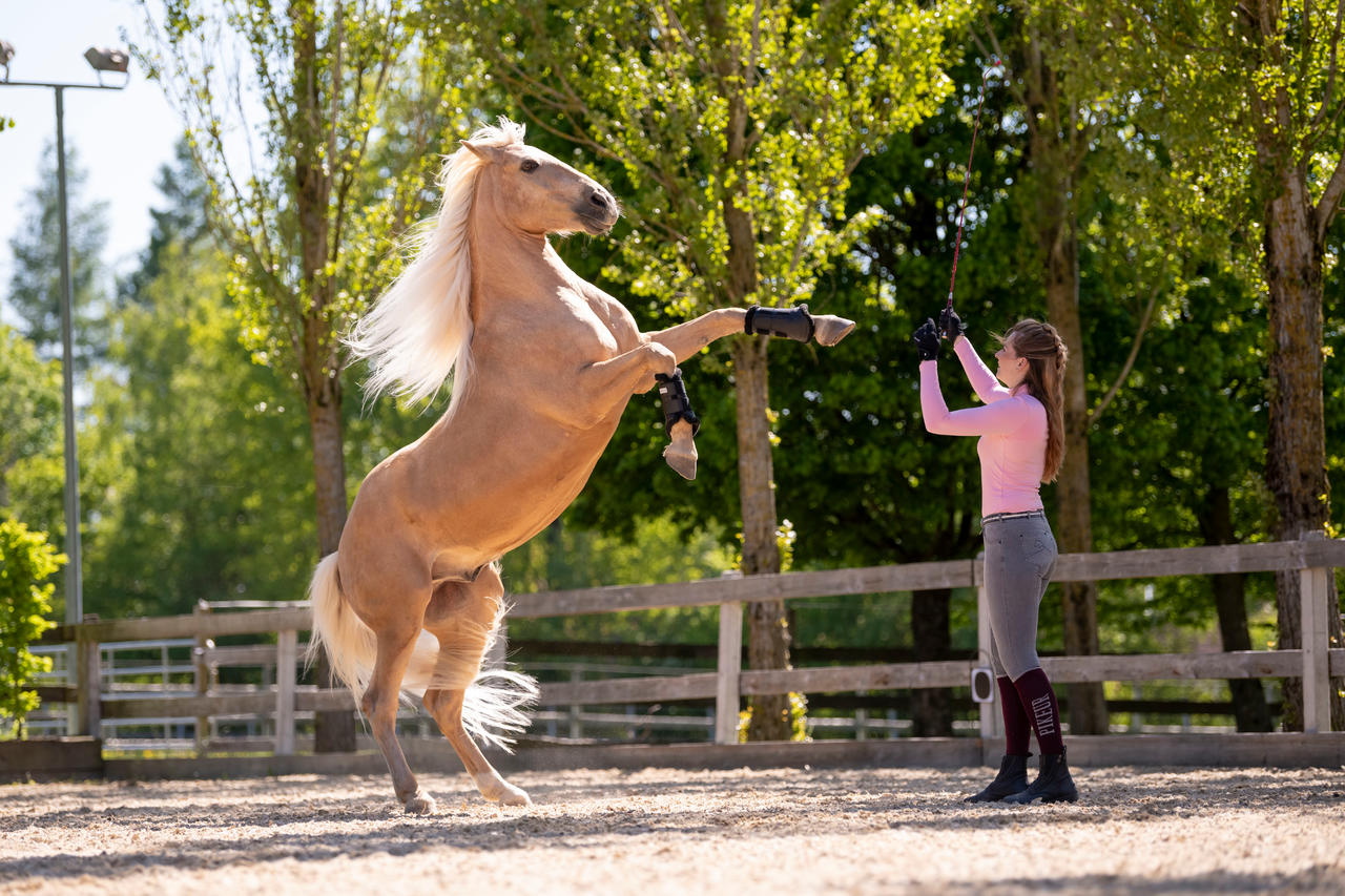 Waldhausen Stinchiere da dressage morbidi