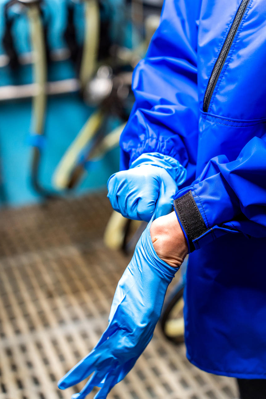 WAHL-Hausmarke Melkhandschuh BLUE-NITRILE 5,5 mil