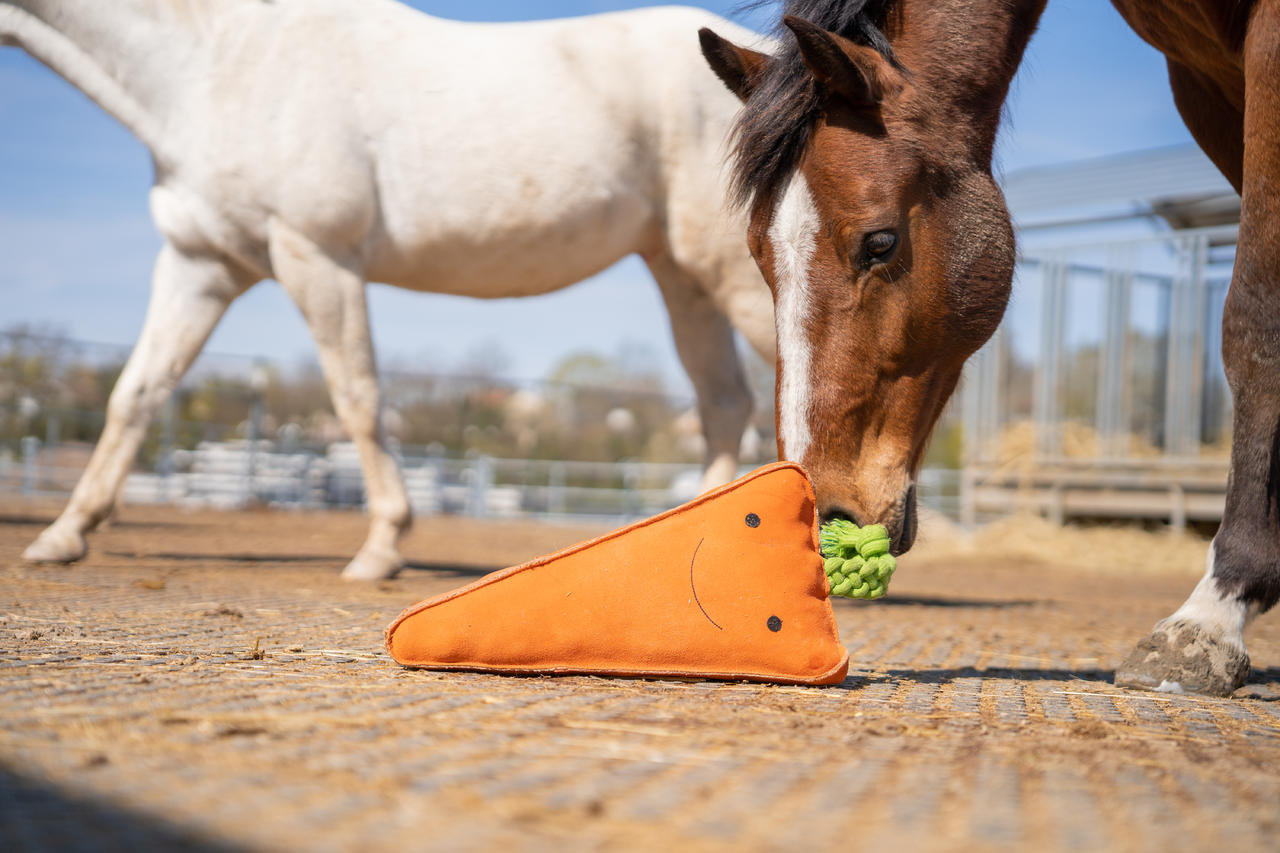 QHP Cavallo giocattolo XL carota