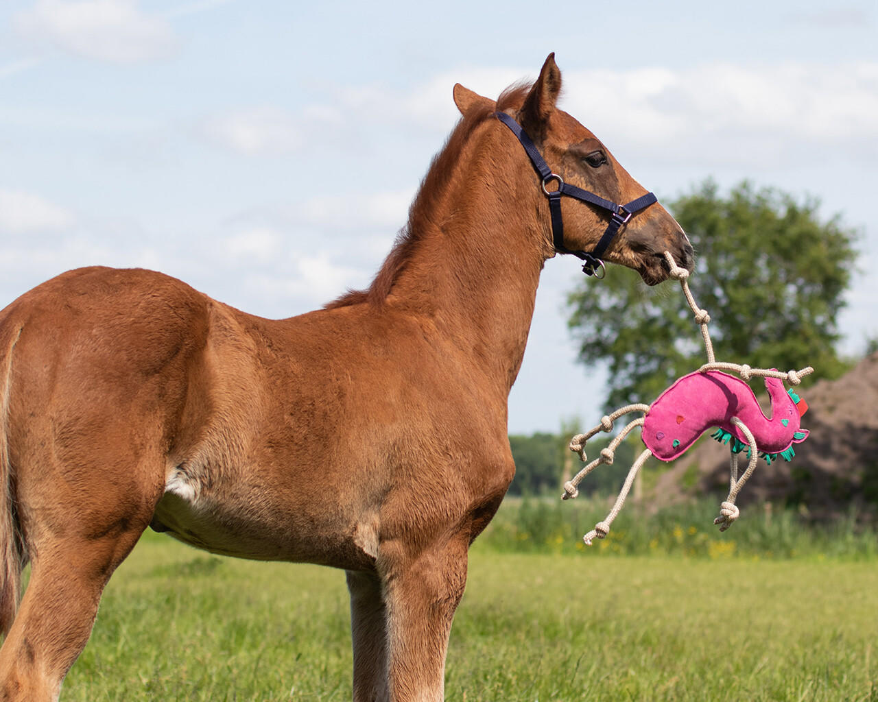 QHP Cavallo unicorno giocattolo