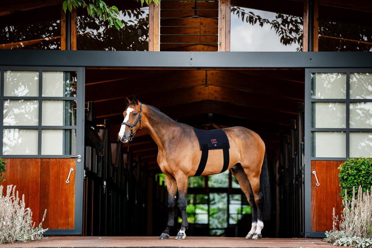 Horseware Cuscinetto per terapia a luce rossa LED