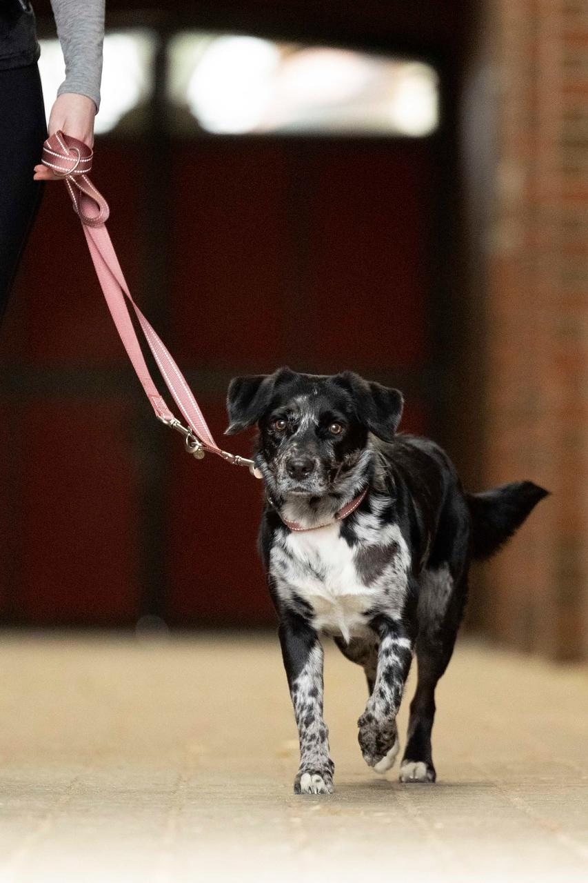 HKM Laisse de dressage pour chiens -Anam Cara- Nylon