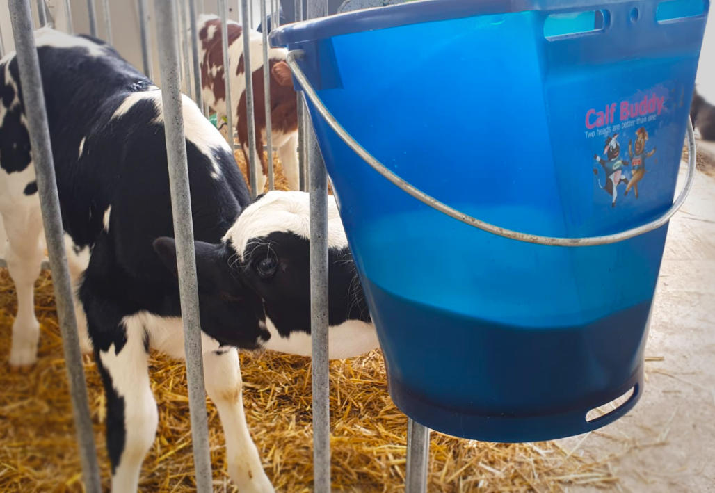 Hiko Calf Buddy-Kälbertränkeimer CB1 - 9l