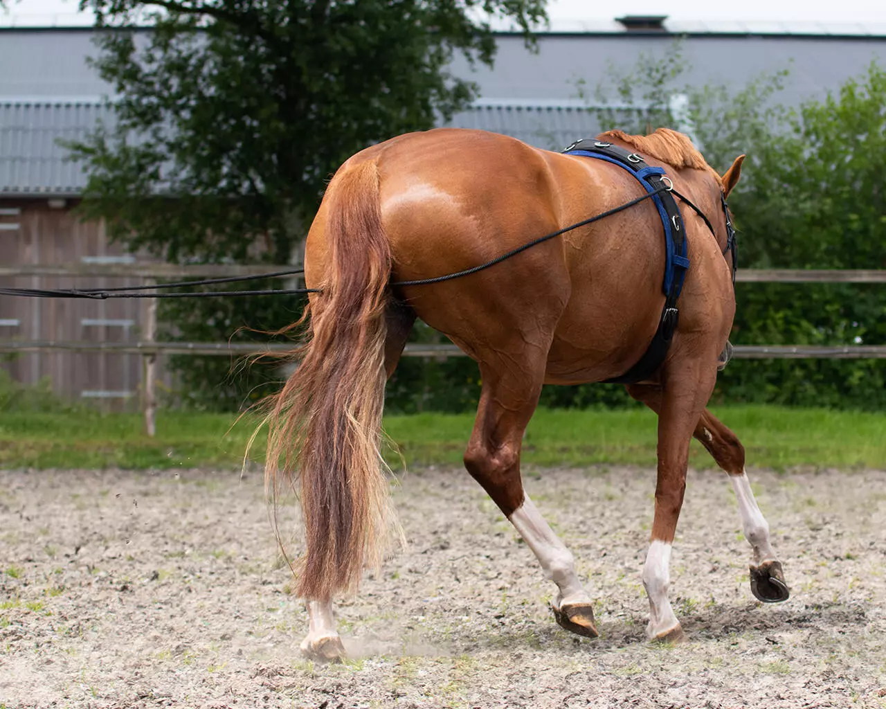 QHP Doppellonge