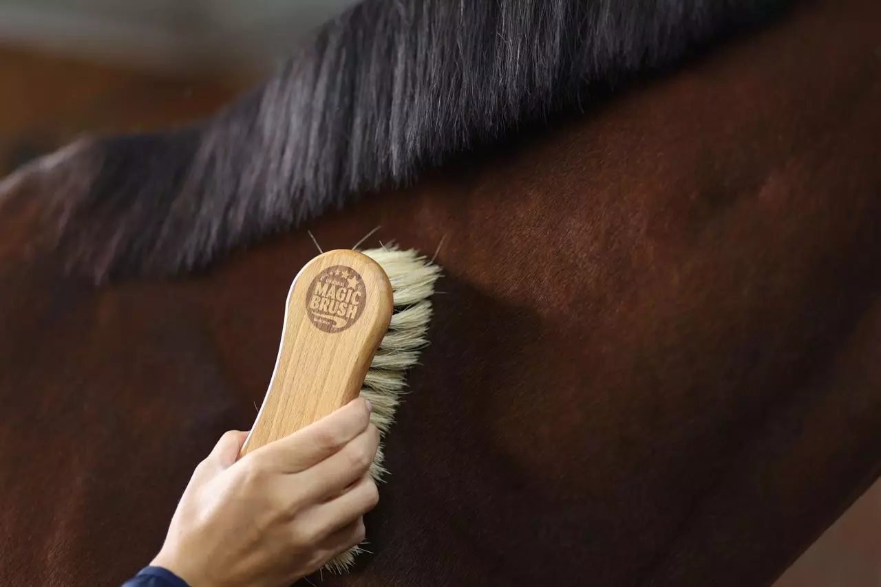 MagicBrush Kombi-Pferdebürste