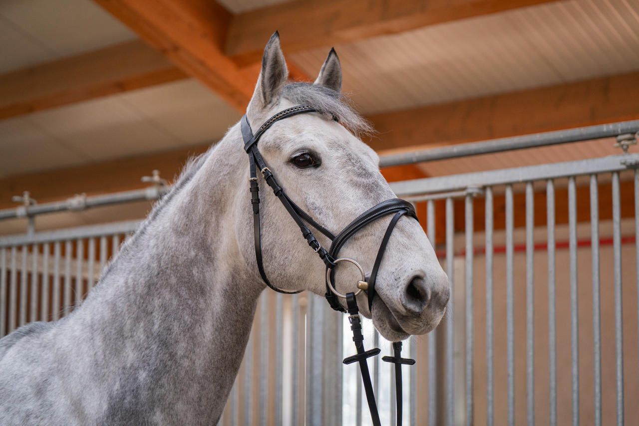 Hans Melzer Snaffle Badminton