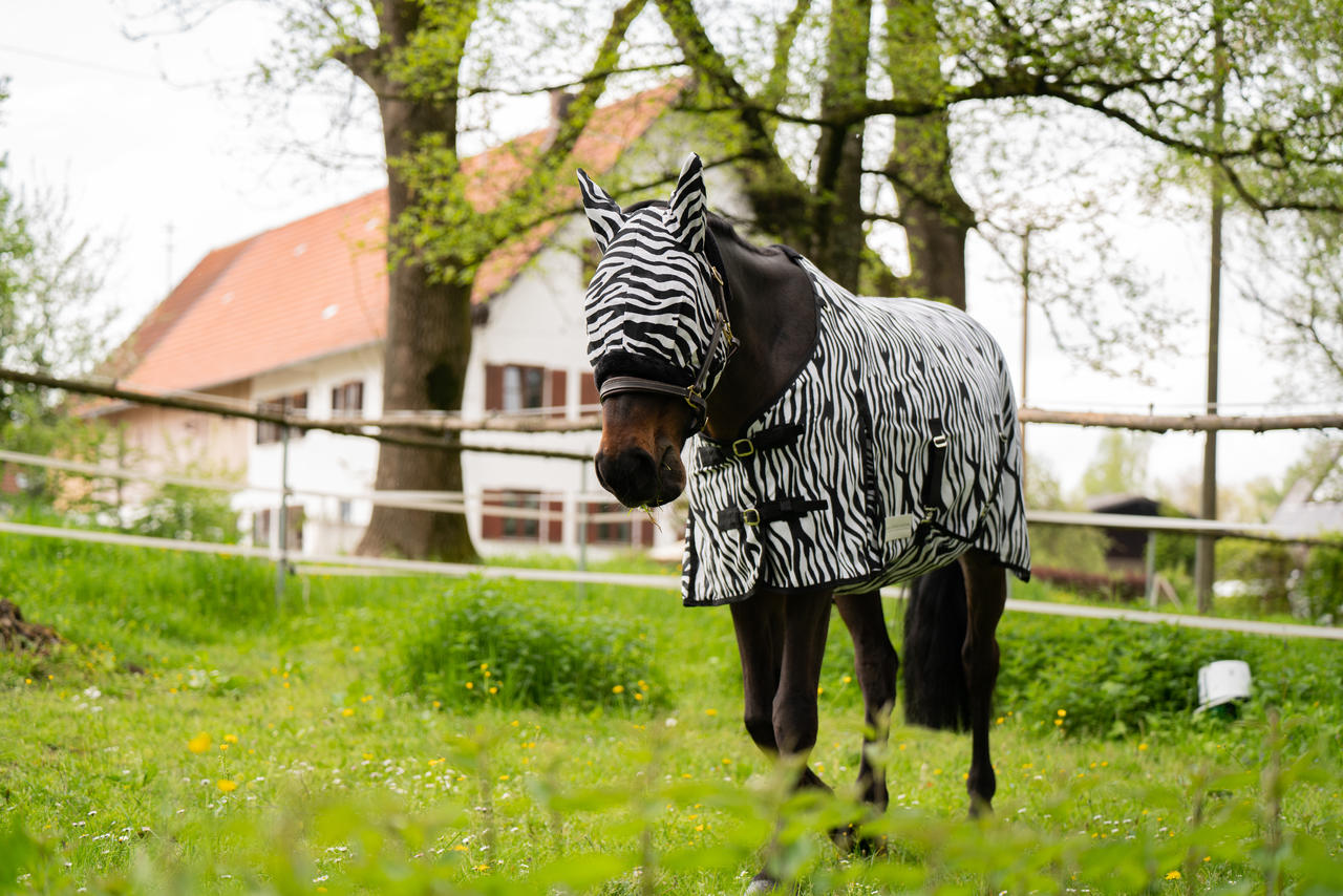 Waldhausen Coperta antimosche Zebra