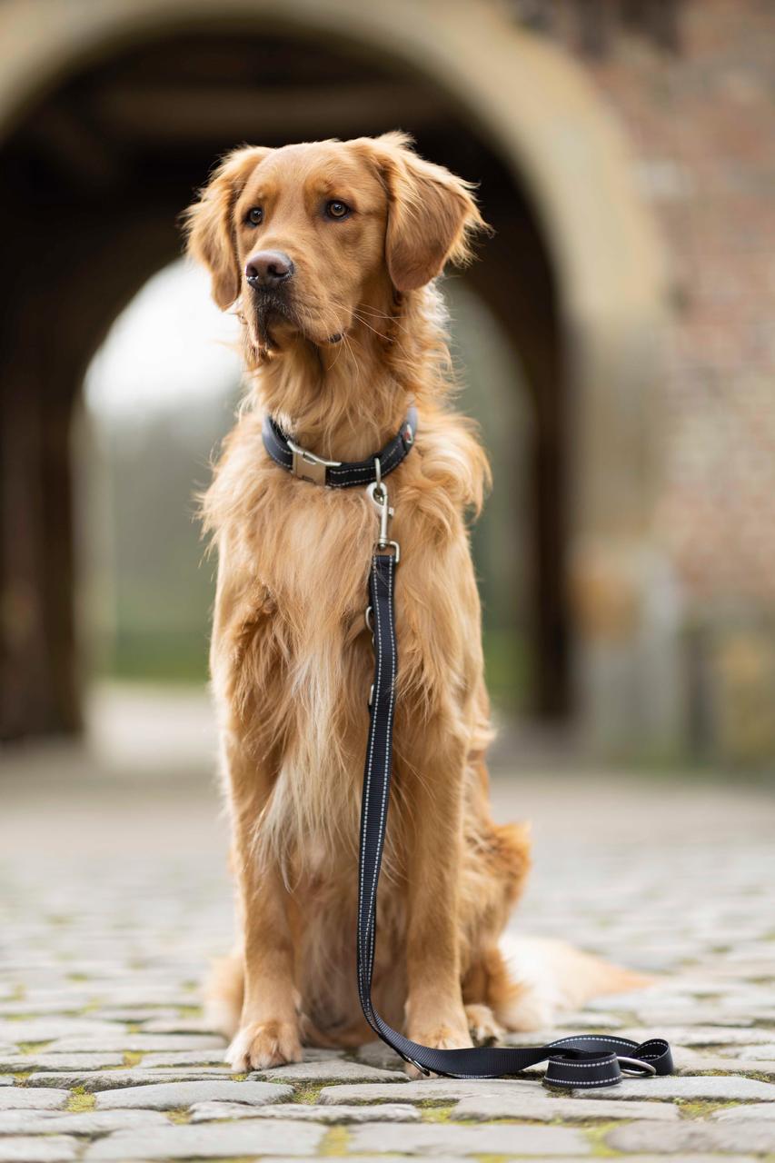 HKM Guinzaglio da addestramento per cani - Anam Cara - Nylon