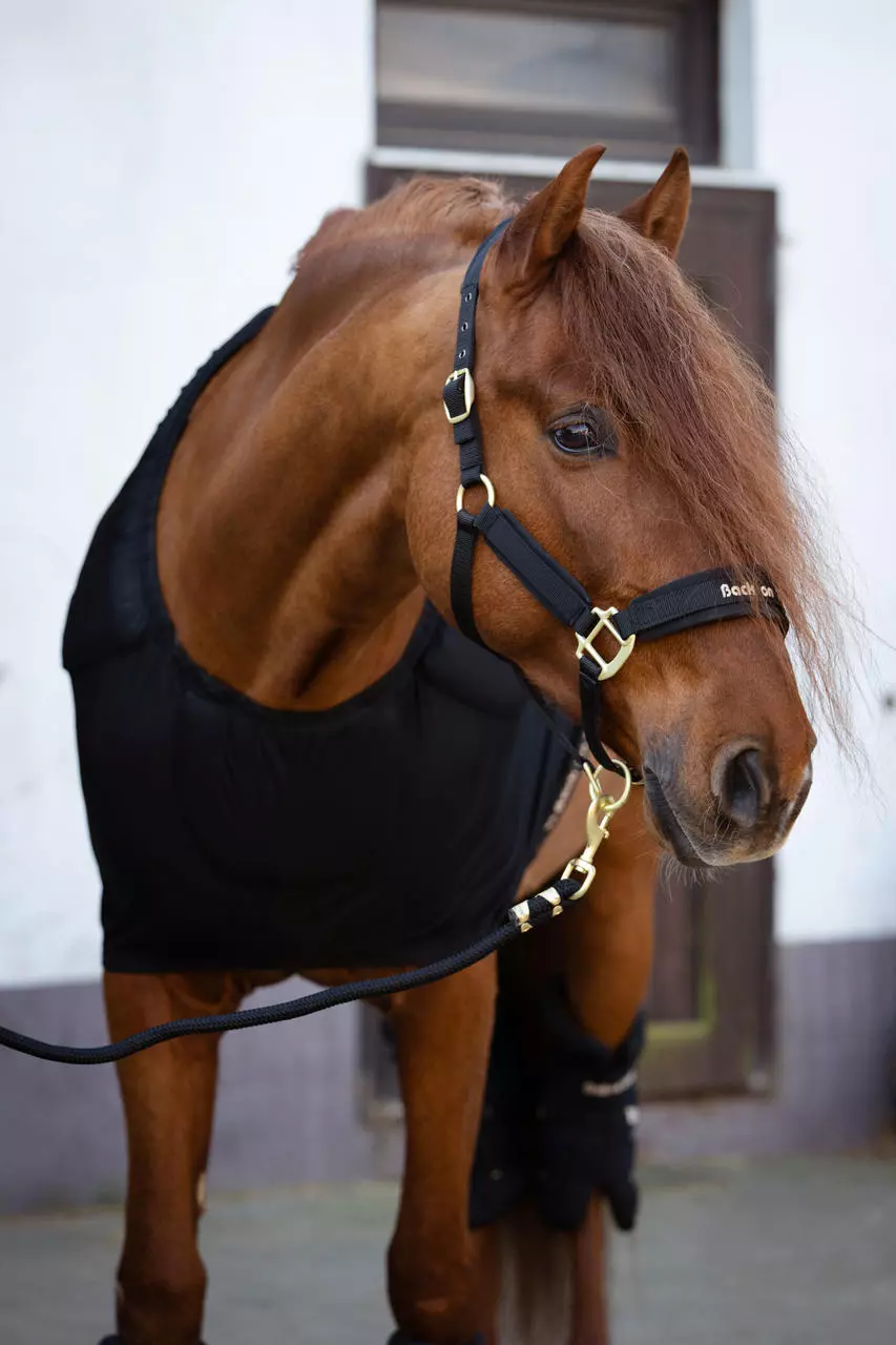 Back on Track Werano Halfter