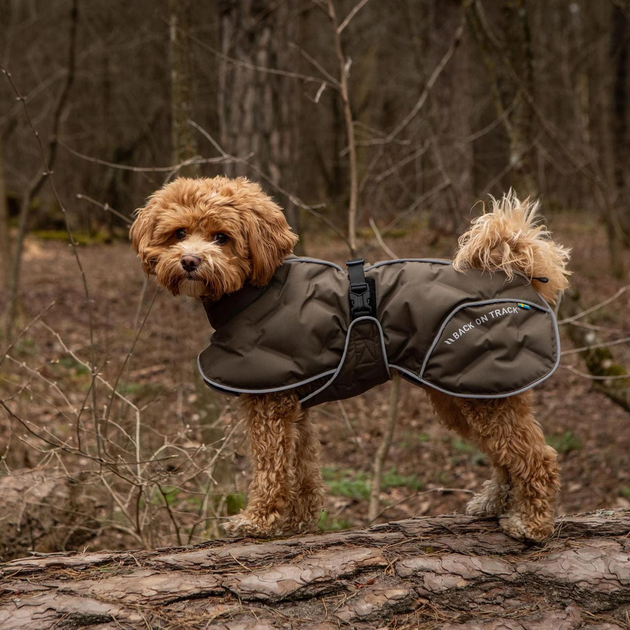 Back on Track BAY Wintermantel für Hunde, Hightail