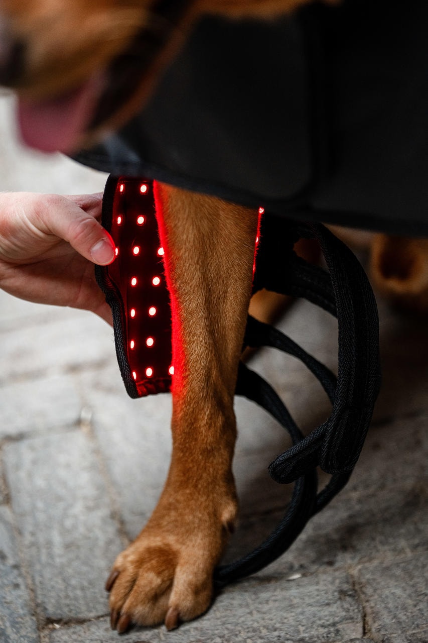 Horseware Avvolgimento per zampe di animali domestici con terapia a luce rossa
