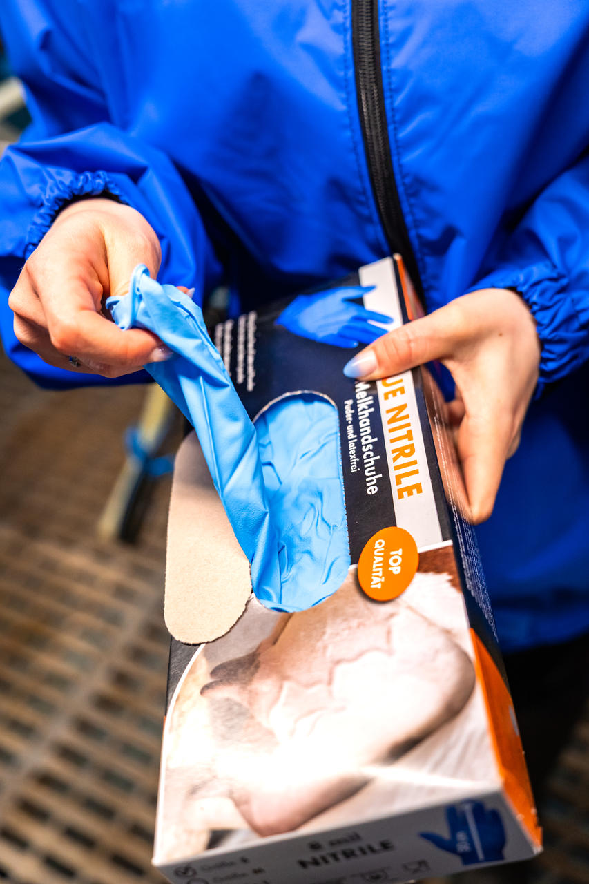 WAHL-Hausmarke Melkhandschuh BLUE NITRILE 8 mil