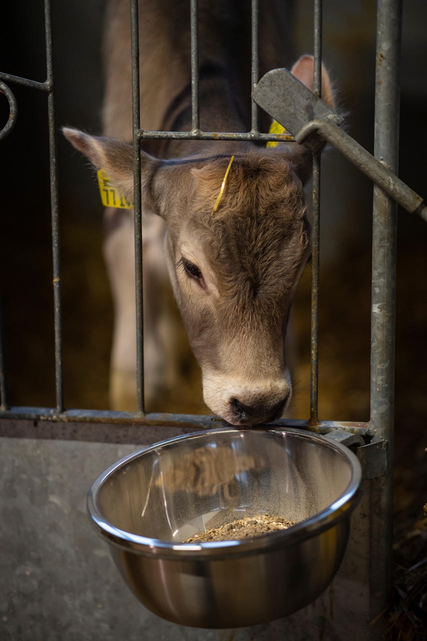Kerbl Vasca di alimentazione in acciaio inox da 5,5 litri