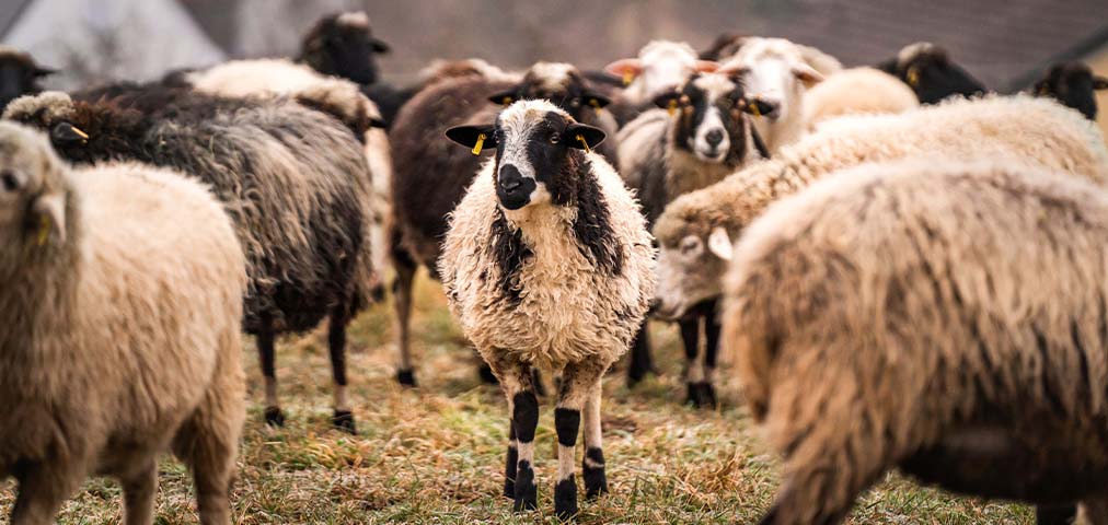 Startseite_Schaf_mittel