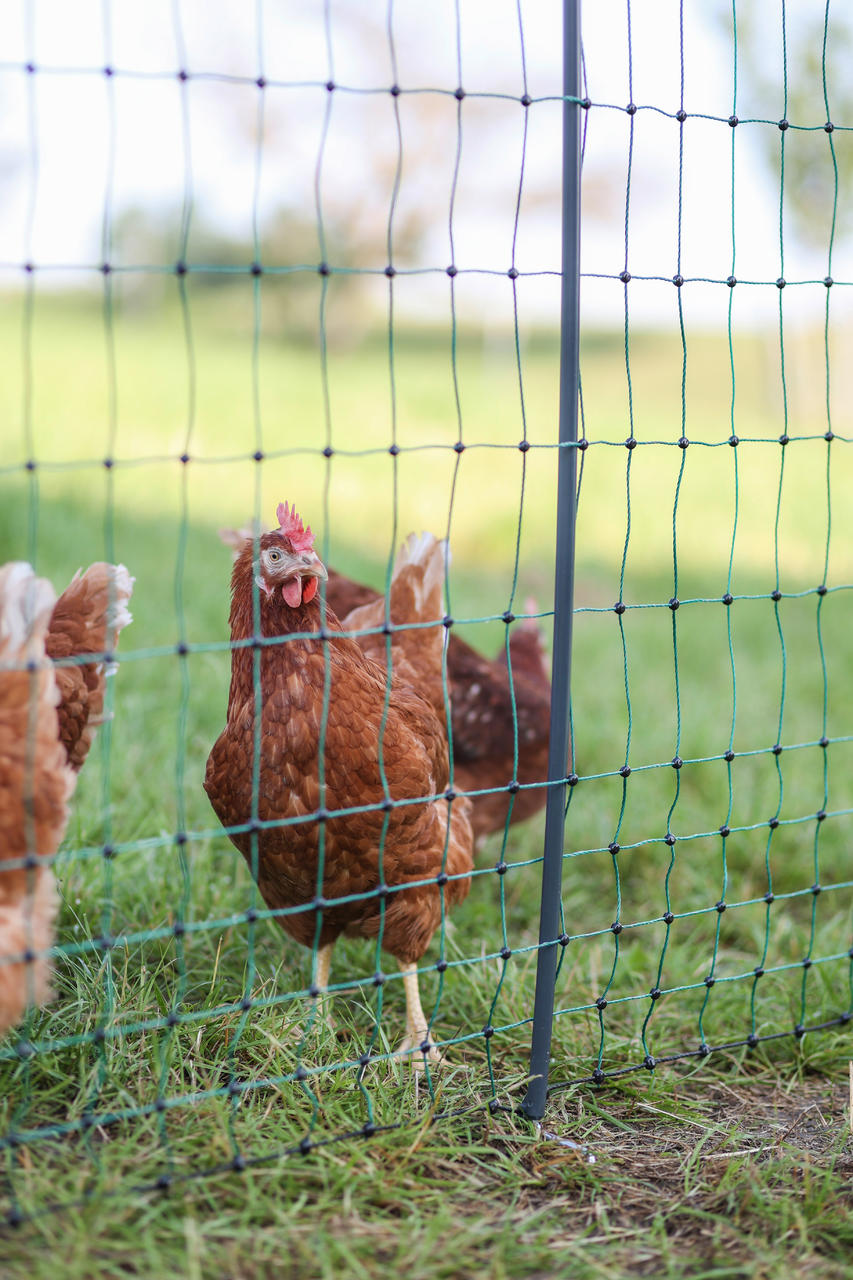 AKO PoultryNet Premium, 122 cm, non elettrico.