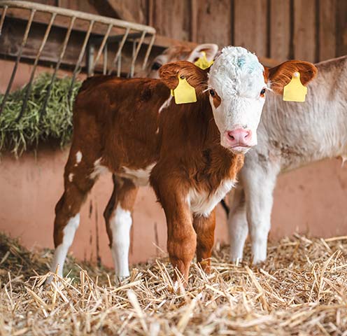 Kaelber