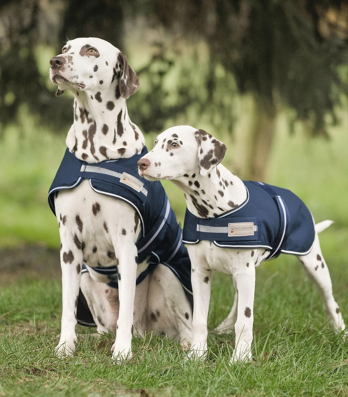 Waldhausen Coperta antipioggia per cani Waldhausen Coperta antipioggia per cani
