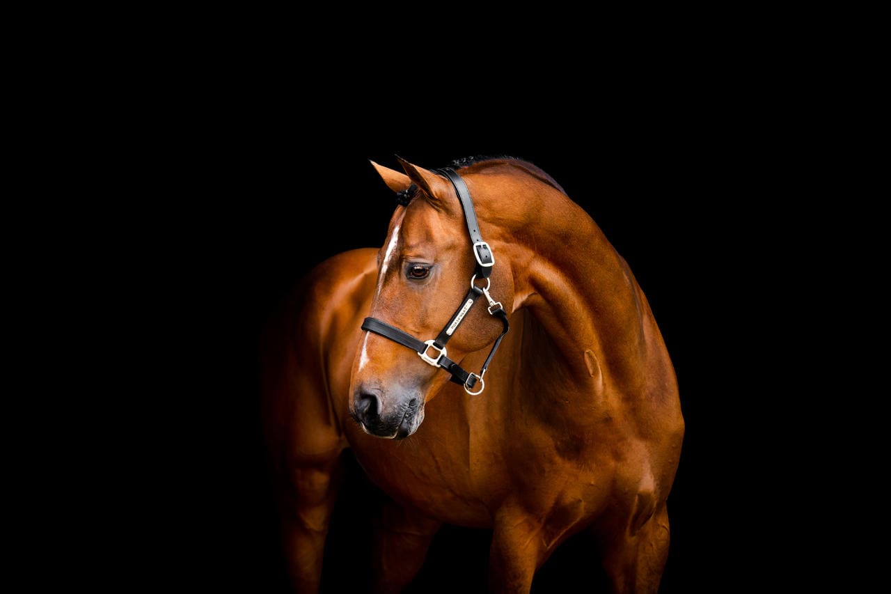 Horseware Signature Leather Headcollar