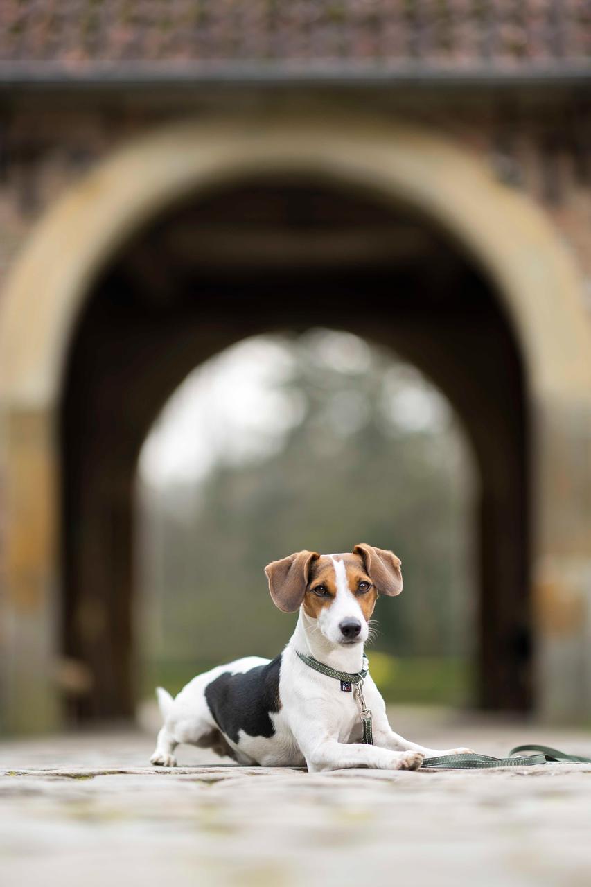 HKM Hundetrainingsleine - Anam Cara- Nylon