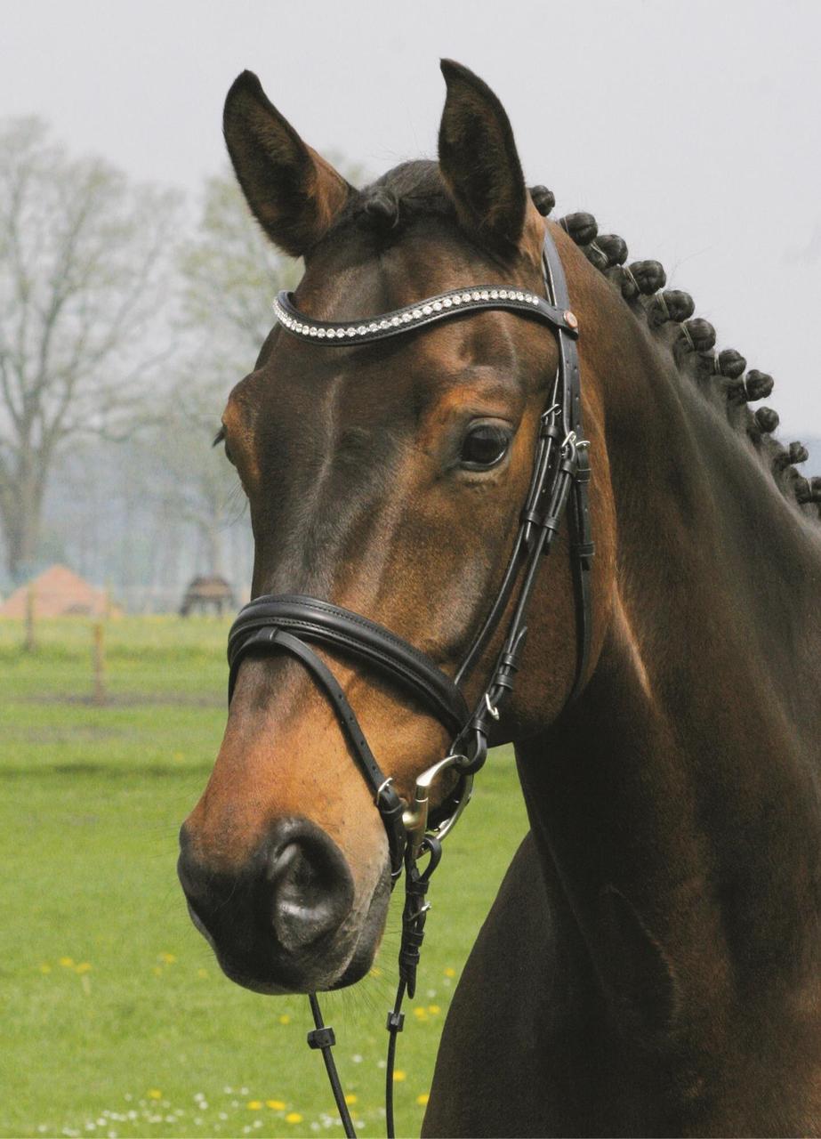 Hans Melzer Snaffle Valluhn, inglese combinato