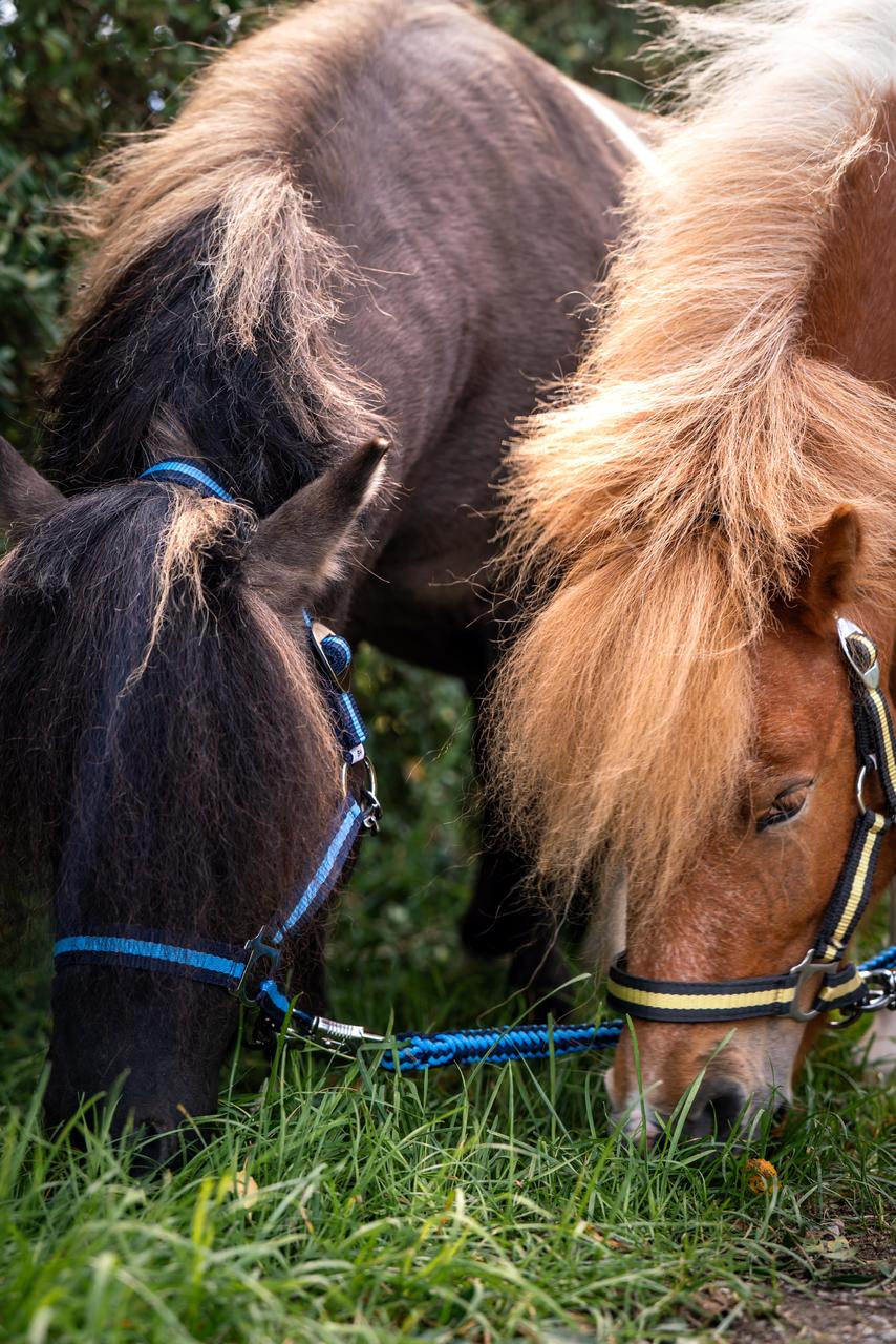 WAHL-Hausmarke HoldMe Halfter