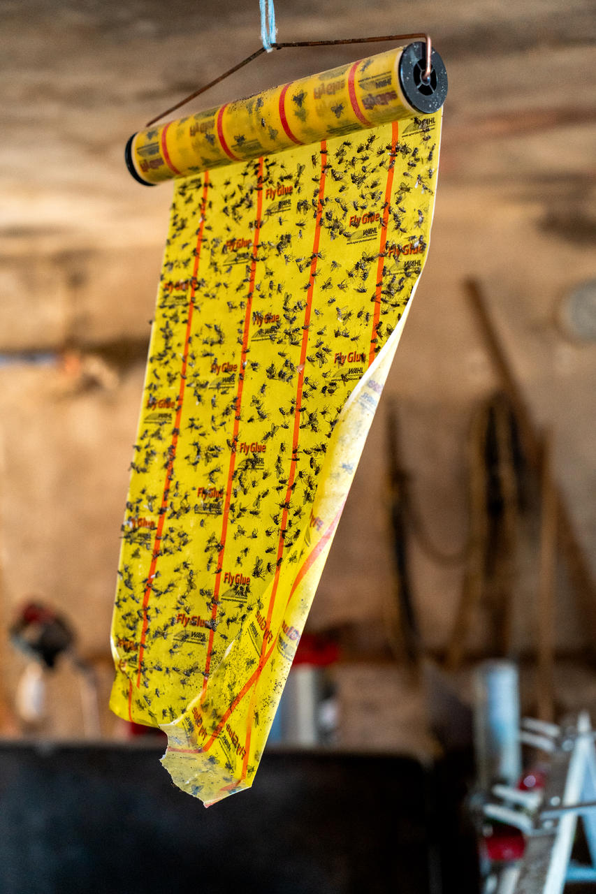 WAHL-Hausmarke FLY-GLUE - Stall-Fliegenrolle