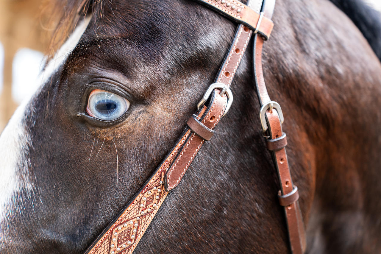 Briglia western con motivo intrecciato