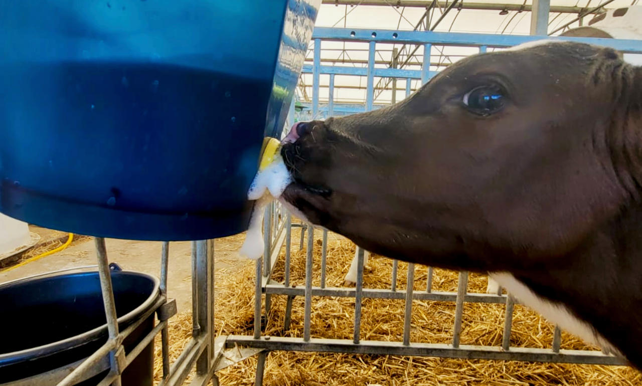 Hiko Calf Buddy-Kälbertränkeimer CB1 - 9l