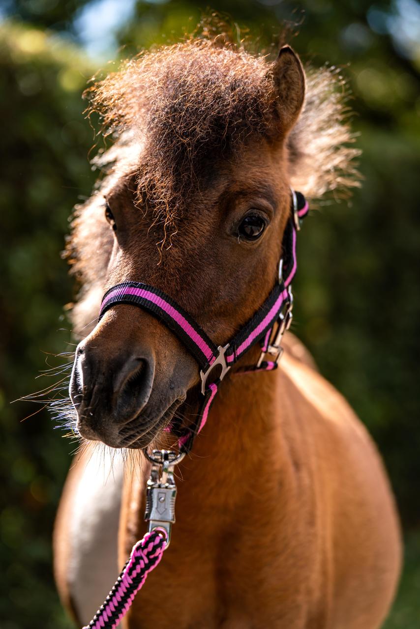 WAHL-Hausmarke HoldMe Halfter