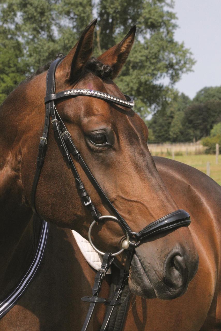 Hans Melzer Snaffle Valluhn, Hannoverian