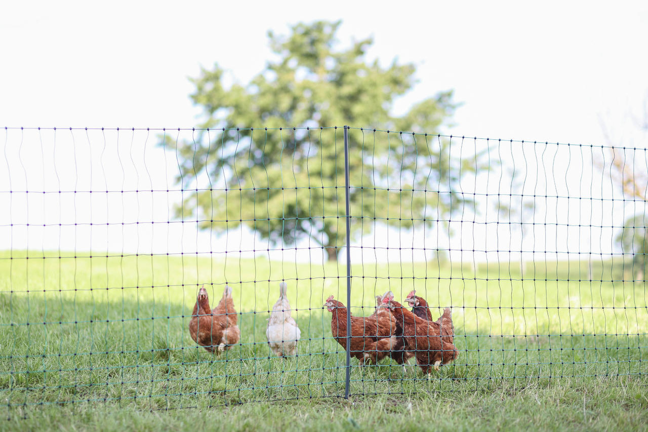 AKO PoultryNet Premium – rete per pollame, alta 122 cm, elettrica
