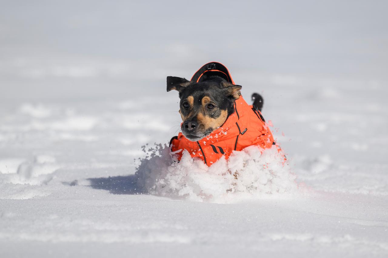 Back on Track Bark Allround Hundemantel