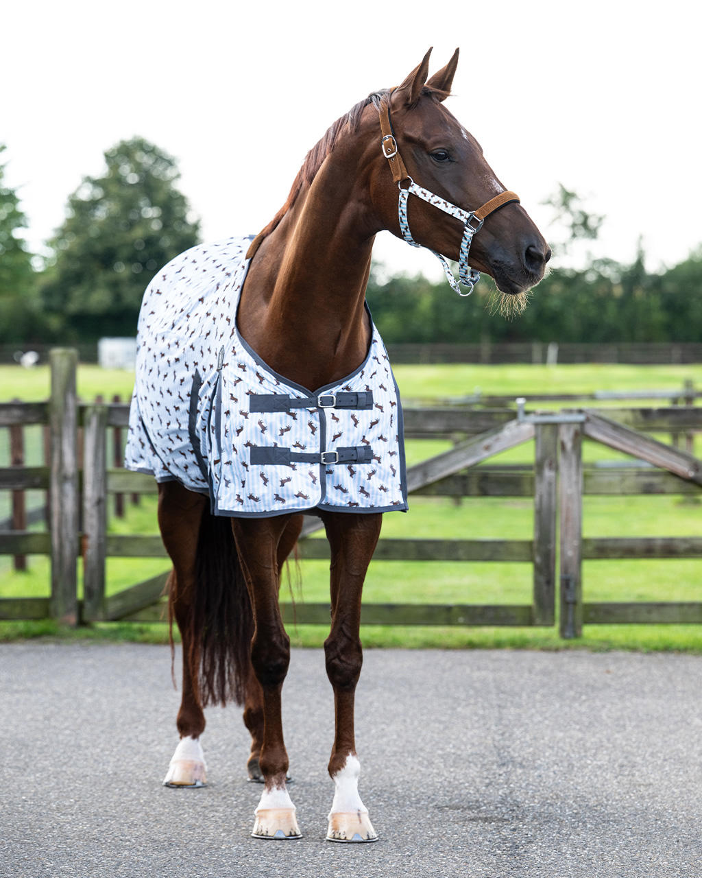 QHP Coperta antimosche Stable Buddy