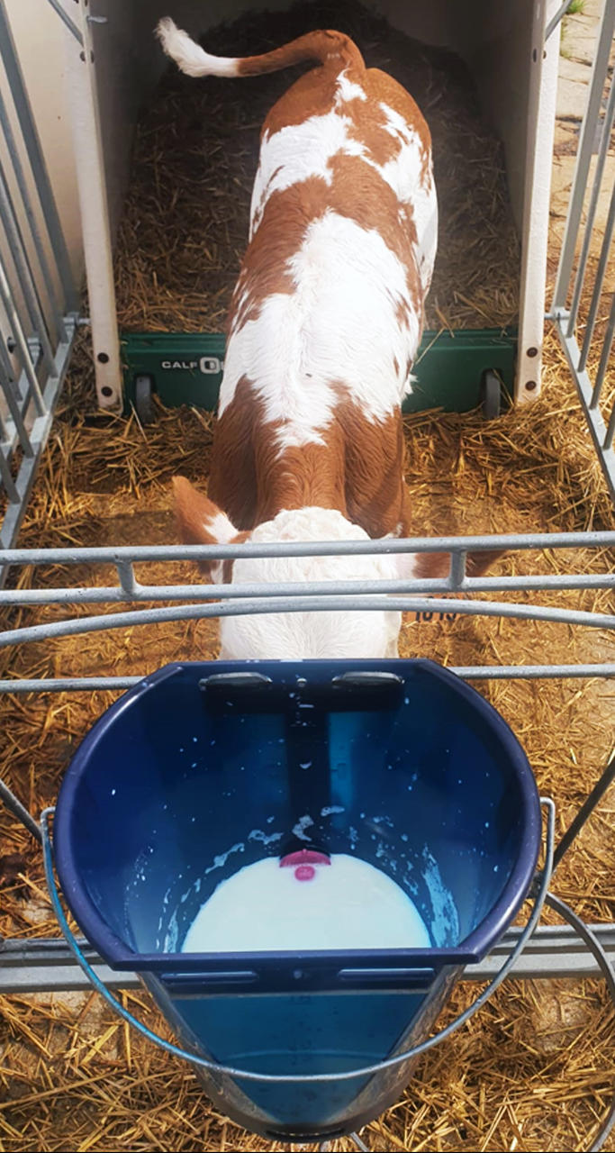 Hiko Calf Buddy-Kälbertränkeimer CB1 - 9l