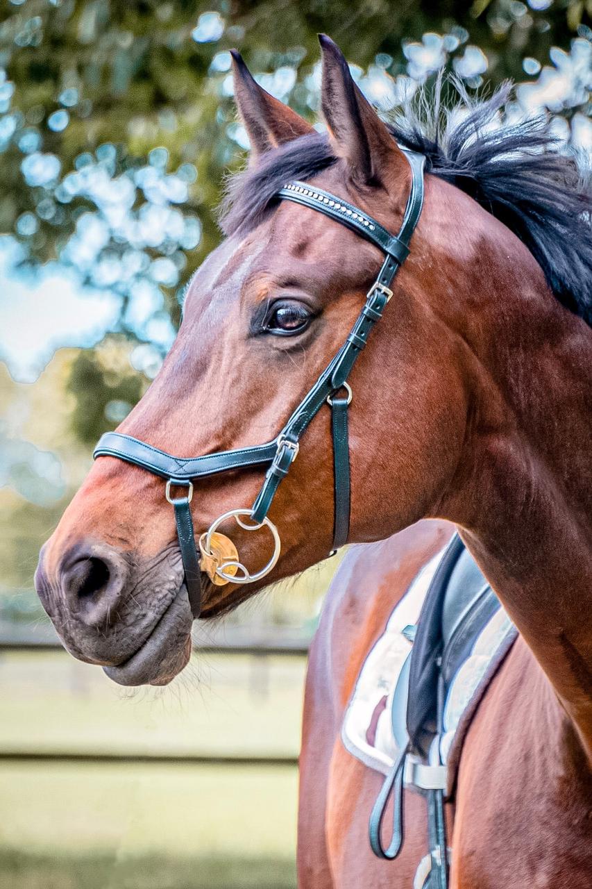 Horseware Concorso Rambo Micklem Diamante
