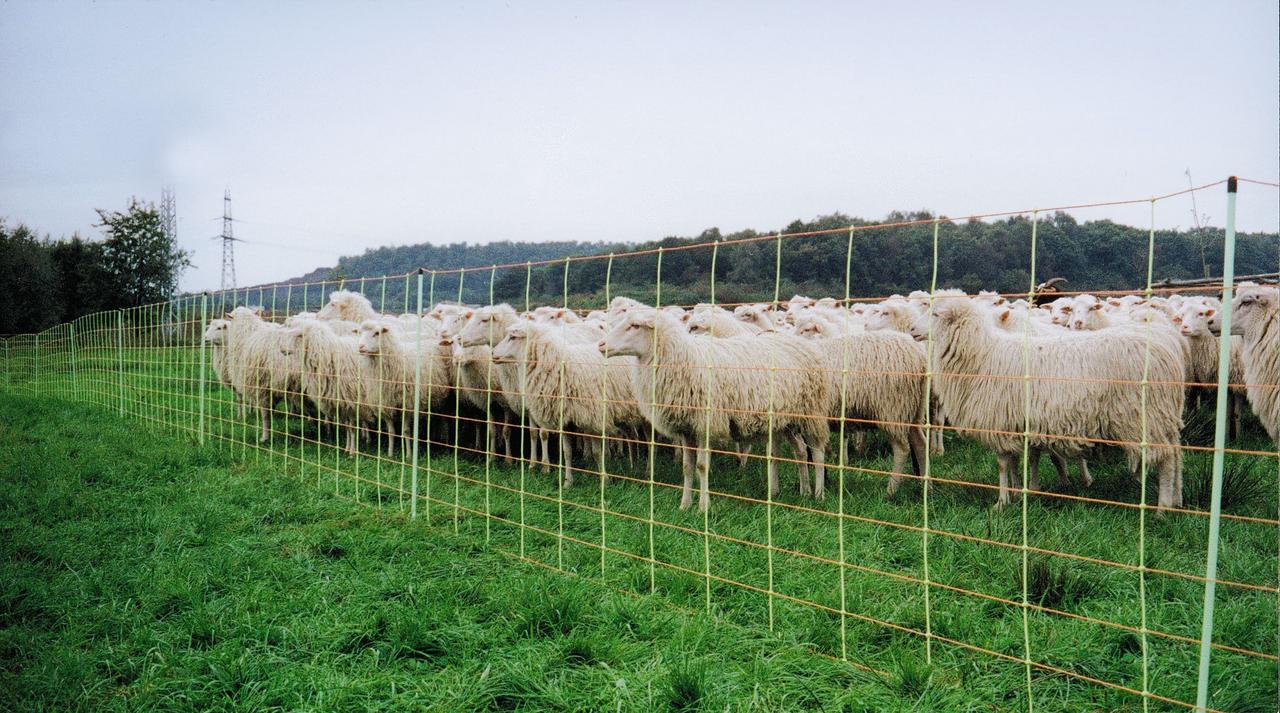 Göbel Euronetz Kombi – rete per ovini, alta 90 cm