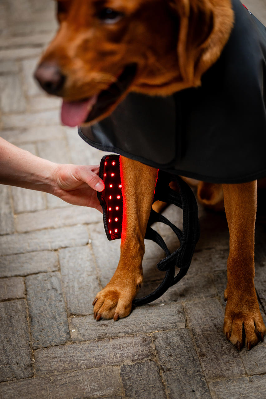 Horseware LED Red Light Therapy Pet Leg Wrap