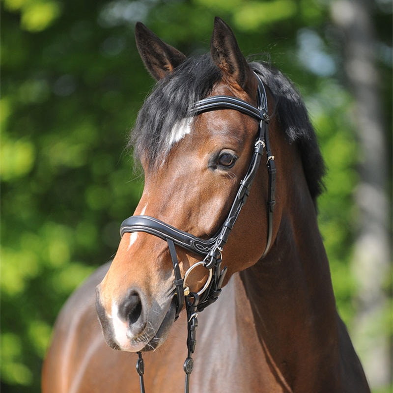 Kavalkade Snaffle Ivy Plus