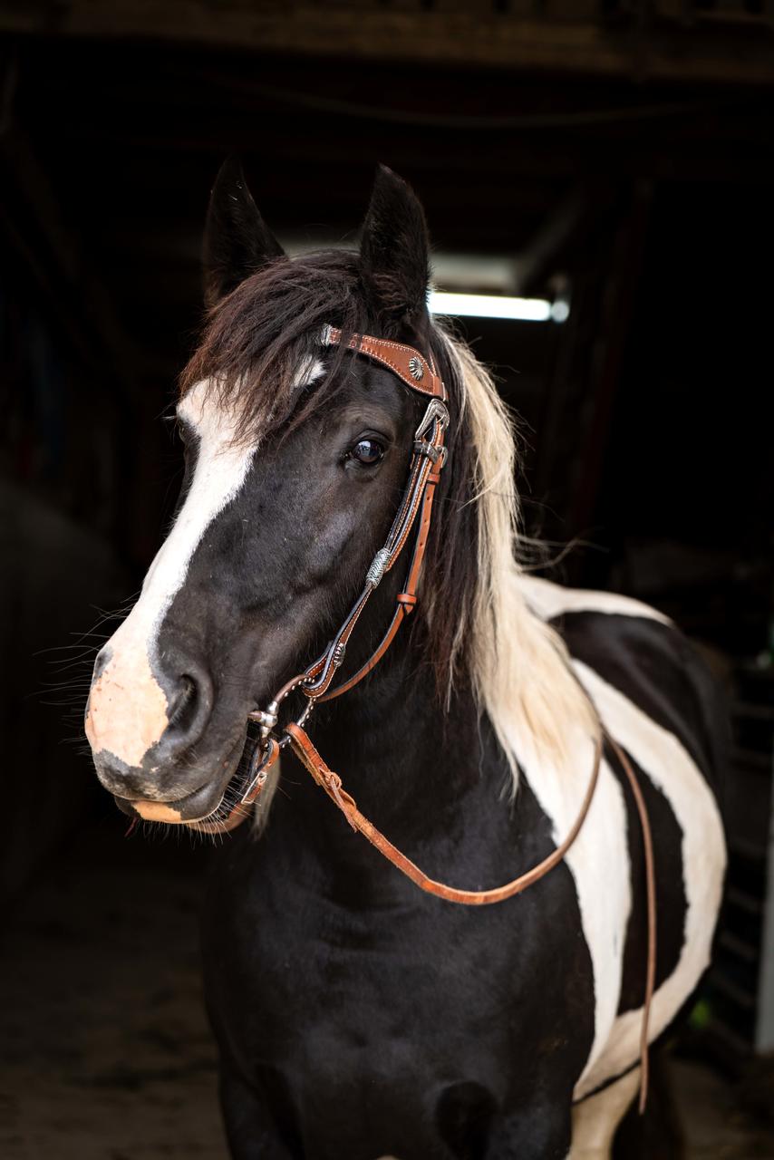 XL-Westerntrenszaum Rawhide Braided