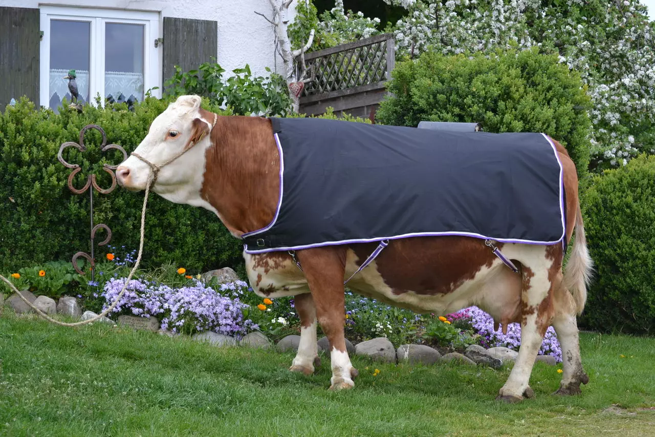 WAHL-Hausmarke Kuhdecke - Rückenlänge:145cm WAHL-Hausmarke Kuhdecke - Rückenlänge:145cm