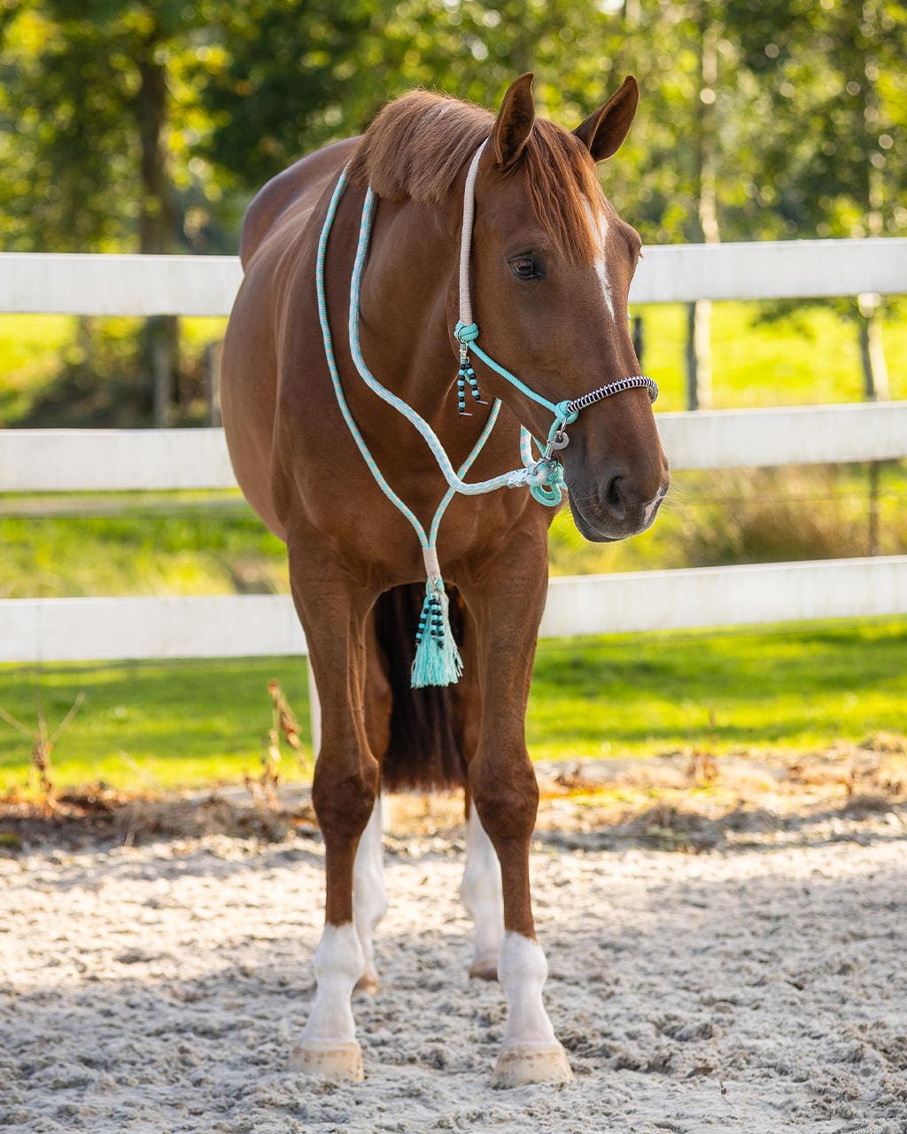 QHP Knotenhalfter Set Liberty
