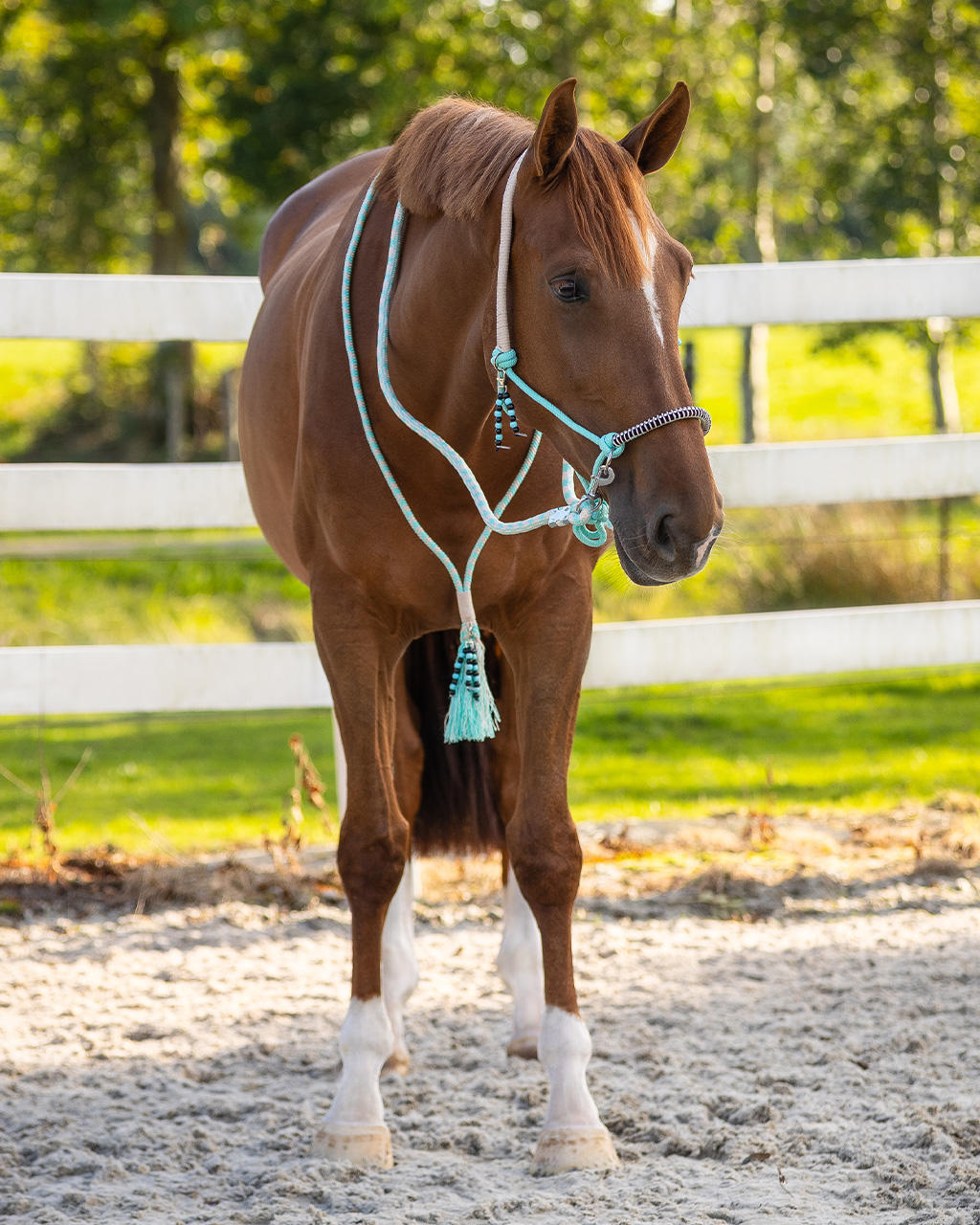 QHP Knotenhalfter Set Liberty