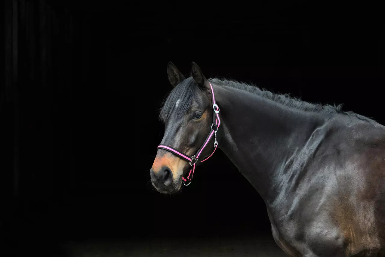 WAHL-Hausmarke HoldMe Halfter