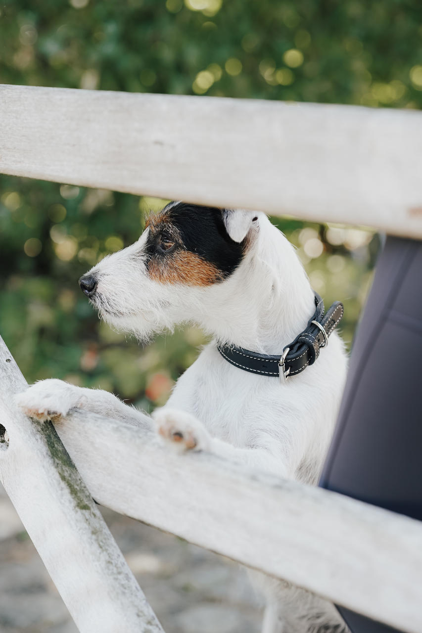 Eskadron Hundehalsband CRAFT