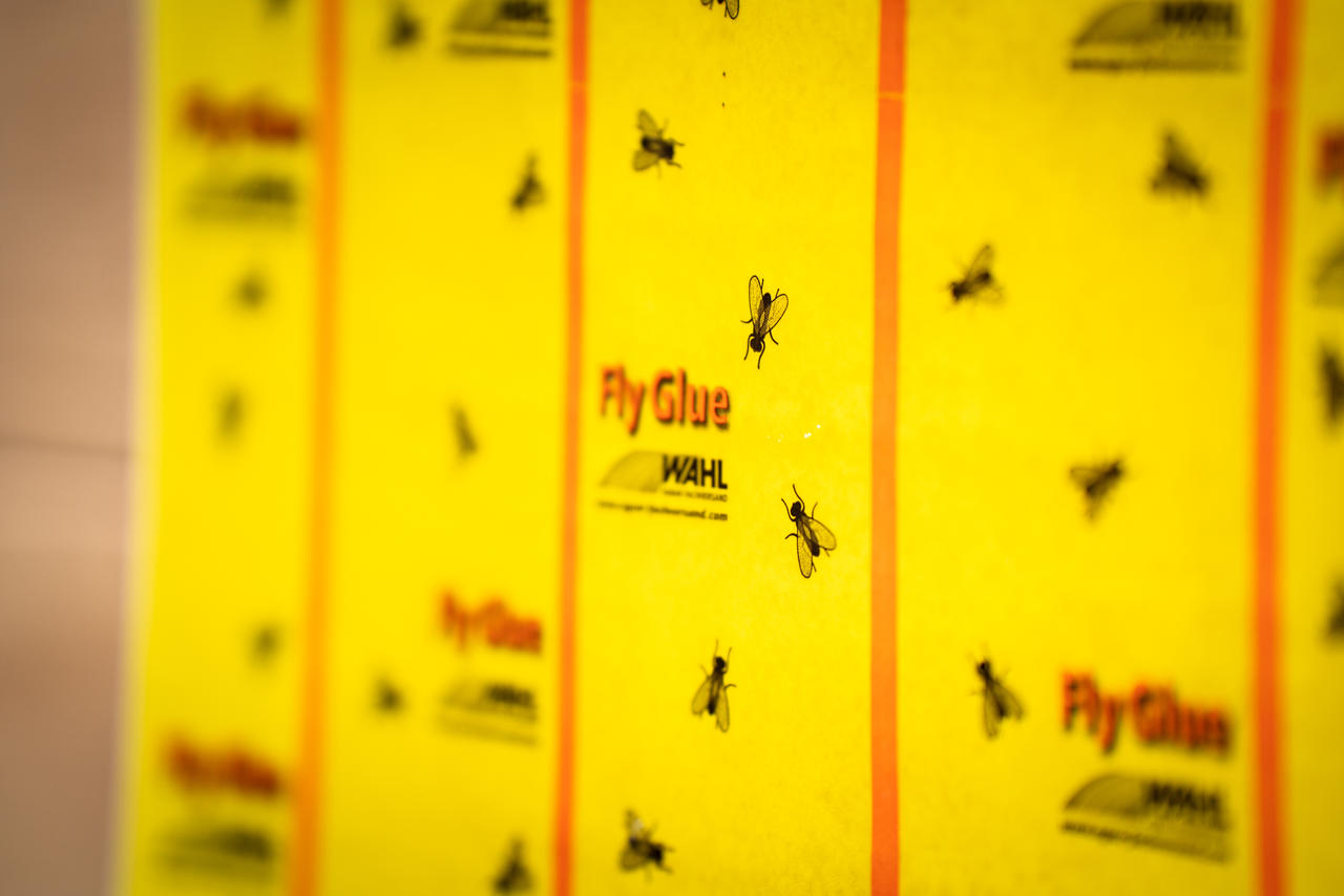 WAHL-Hausmarke Rotolo antimosche FlyGlue