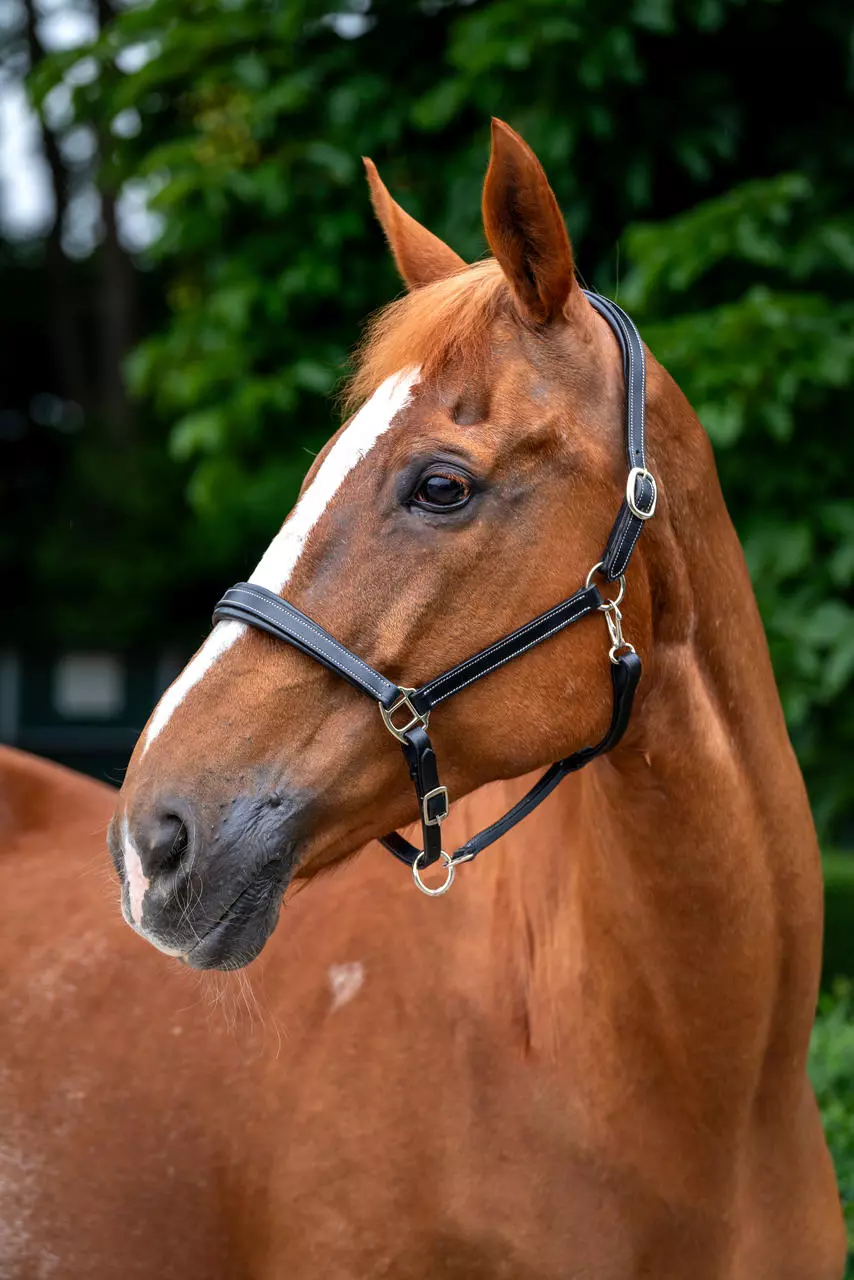 WAHL-Hausmarke TenderMe Lederhalfter