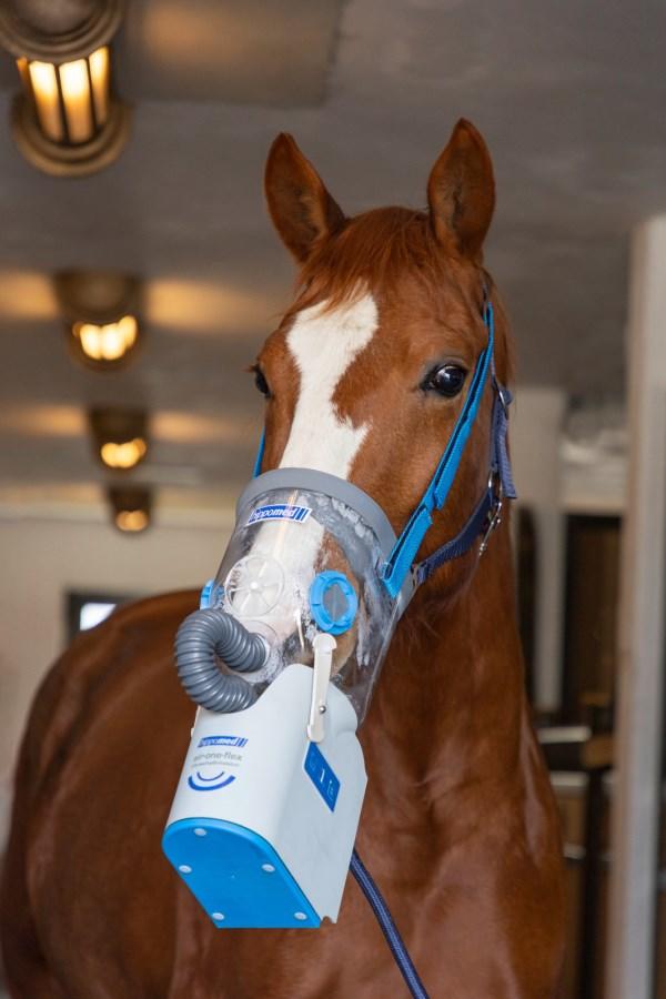 Hippomed AirOne Flex inkl. Warmblutmaske