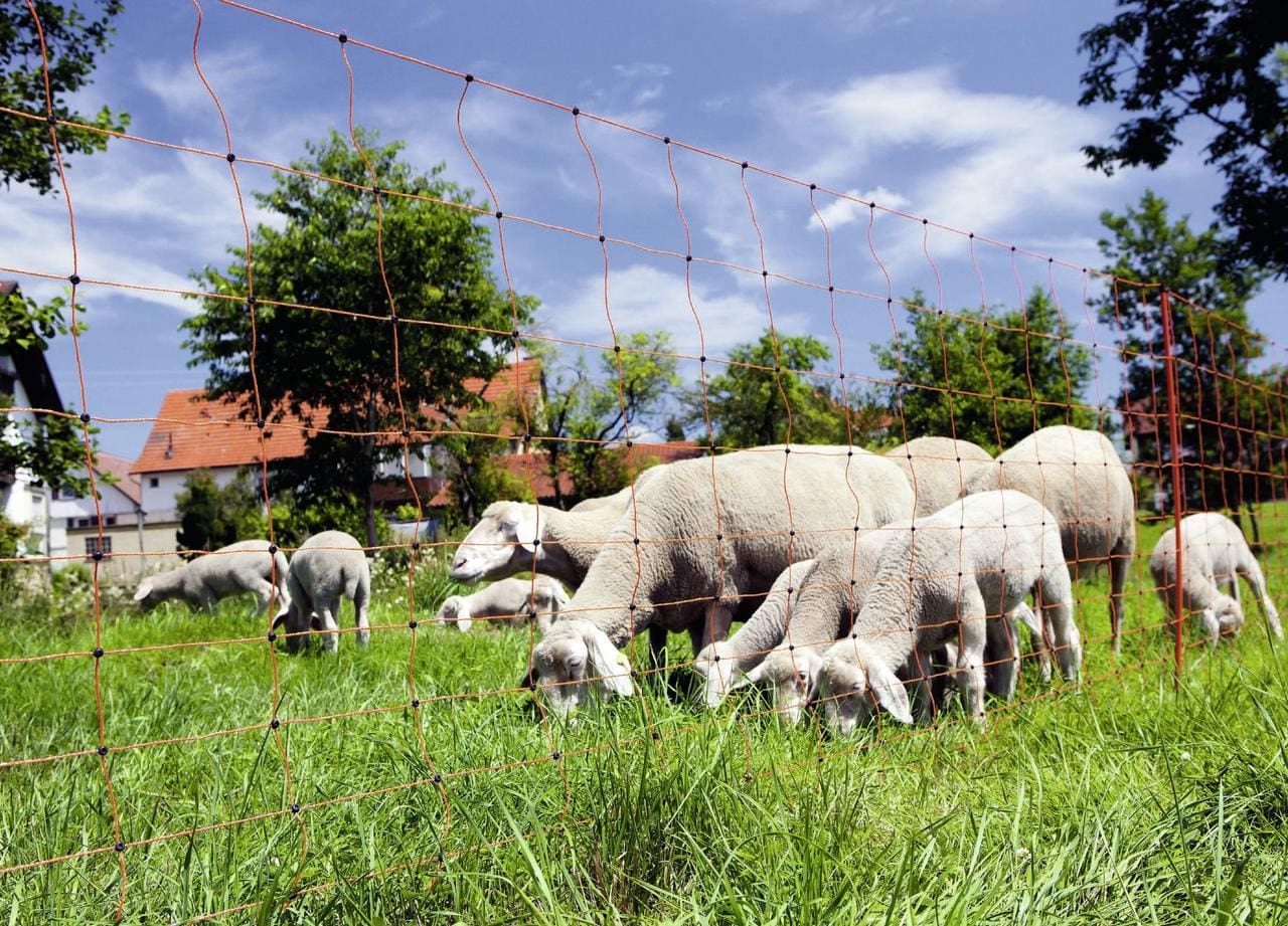 AKO OVINET – rete per ovini, alta 90 cm